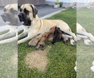 Mother of the Mastiff puppies born on 08/05/2022