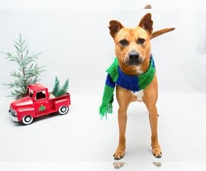 Carolina Dog-Unknown Mix Dogs for adoption in Sanford, FL, USA