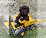Small #1 Havanese