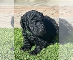 Small Photo #4 Poodle (Standard) Puppy For Sale in MARICOPA, AZ, USA