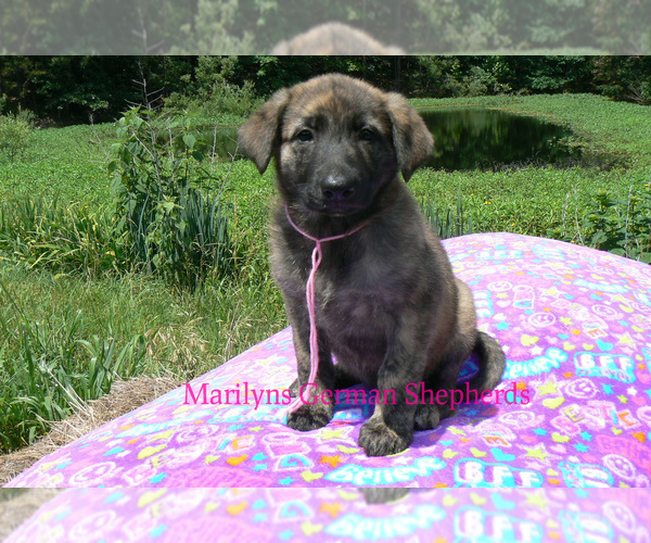 Medium Photo #2 German Shepherd Dog Puppy For Sale in PIEDMONT, MO, USA