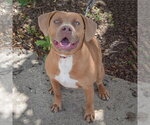 Small #4 American Staffordshire Terrier-Weimaraner Mix