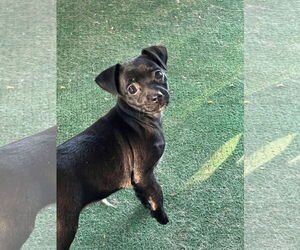 Chiweenie Dogs for adoption in MIDWAY, UT, USA
