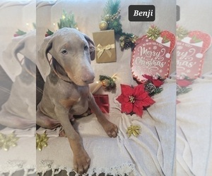 Doberman Pinscher Puppy for sale in POMEROY, OH, USA
