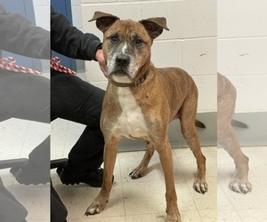 Brutus - Male German Shepherd Dog-Great Dane Mix Dog for Adoption - Photo #7