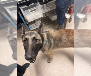 German Shepherd Dog-Unknown Mix Dogs for adoption in Bakersfield, CA, USA