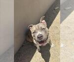 Small American Bulldog Mix