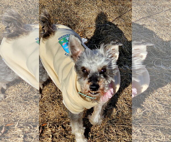 Medium Photo #3 Mutt Puppy For Sale in Farmington, MN, USA