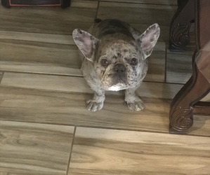 Father of the French Bulldog puppies born on 04/18/2023