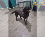 Small #3 Labrador Retriever Mix