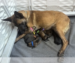 Belgian Malinois Litter for sale in ELLERBE, NC, USA
