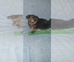 Small Photo #198 Yorkshire Terrier Puppy For Sale in AKRON, OH, USA