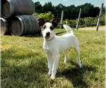 Small #4 American Pit Bull Terrier-American Staffordshire Terrier Mix