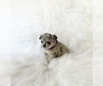 Small #3 Chihuahua