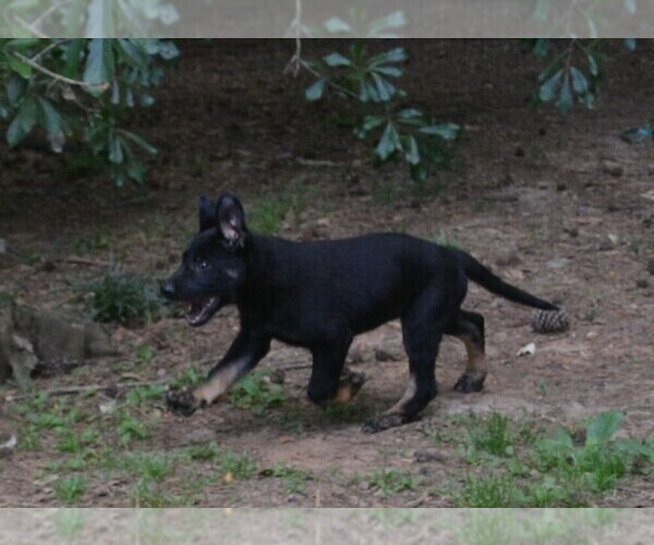 Medium Photo #1 German Shepherd Dog Puppy For Sale in POWDER SPRINGS, GA, USA