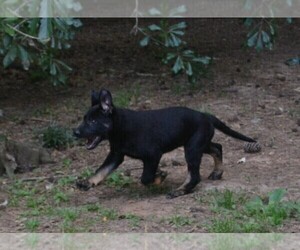German Shepherd Dog Puppy for sale in POWDER SPRINGS, GA, USA