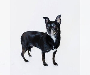 Allie and Tara - Female Chihuahua Dog for Adoption - Photo #3