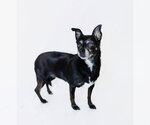 Small Photo #3 Chihuahua Puppy For Sale in York, SC, USA