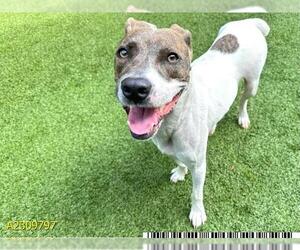 Medium Black Mouth Cur