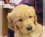 Small Golden Retriever