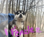 Small #3 Siberian Husky