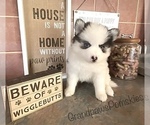 Small Photo #5 Pomsky Puppy For Sale in CASA GRANDE, AZ, USA