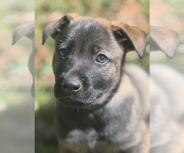 Medium Photo #1 German Malinois Puppy For Sale in WILMINGTON, DE, USA