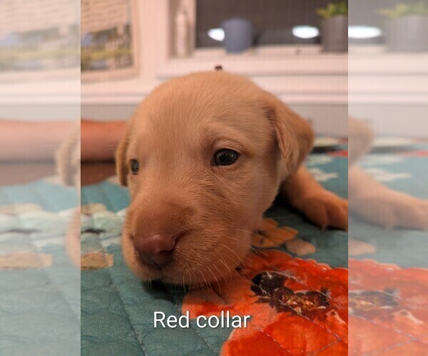 Medium Photo #2 Labrador Retriever Puppy For Sale in PIERSON STATION, IL, USA