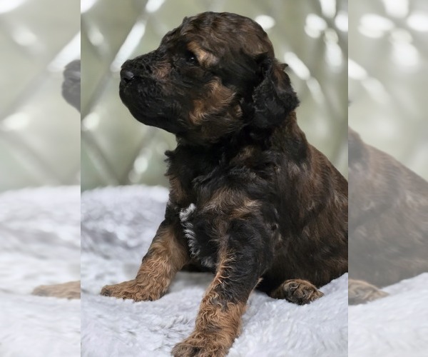 Medium Photo #14 Poodle (Standard) Puppy For Sale in CONROE, TX, USA