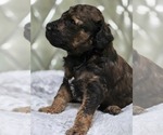 Small #4 Poodle (Standard)