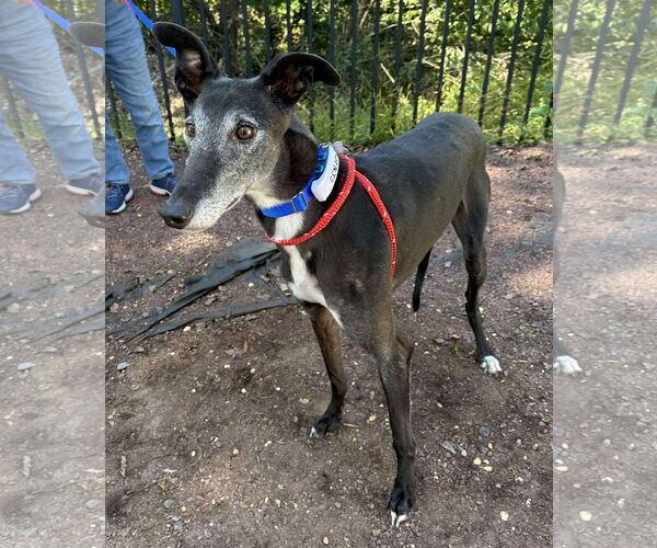 Medium Photo #3 Greyhound Puppy For Sale in Cherry Hill, NJ, USA