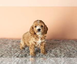 Cock-A-Poo-Poodle (Miniature) Mix Puppy for sale in SHIPSHEWANA, IN, USA