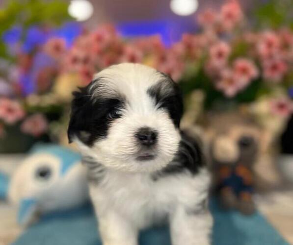 Medium Photo #6 Hava-Apso Puppy For Sale in METUCHEN, NJ, USA