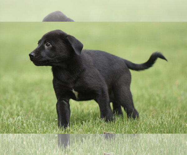 Medium Photo #3 Borador Puppy For Sale in Mechanicsburg, PA, USA