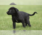 Small #2 Borador