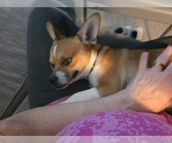 Medium Photo #4 Chihuahua-Unknown Mix Puppy For Sale in Denver , CO, USA