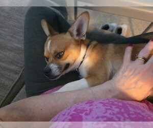 Leo - Male Chihuahua-Unknown Mix Dog for Adoption - Photo #4