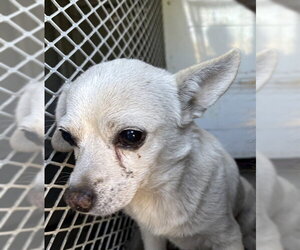 Chihuahua Dogs for adoption in Bakersfield, CA, USA