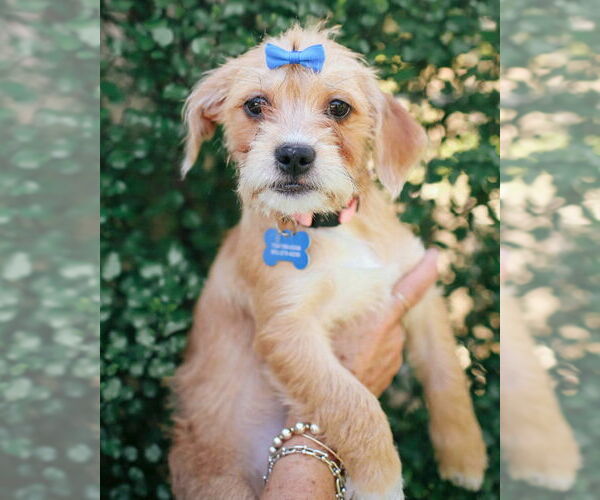 Medium Photo #2 Shih Tzu Puppy For Sale in Corona, CA, USA
