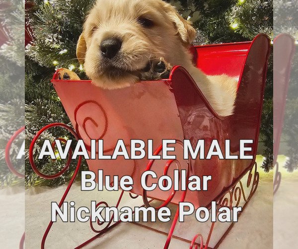 Medium Photo #4 Golden Retriever Puppy For Sale in TULARE, CA, USA