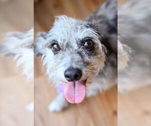Mutt Dogs for adoption in Mundelein, IL, USA