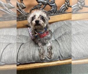 Sasha - Female Mutt Dog for Adoption - Photo #4