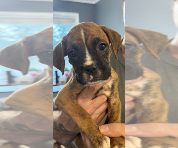 Medium Photo #16 Boxer Puppy For Sale in SCOBEY, MS, USA