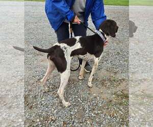 Rusty - At shelter available 10/4 - Male German Shorthaired Pointer-Unknown Mix Dog for Adoption - Photo #3