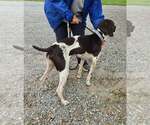 Small Photo #3 German Shorthaired Pointer-Unknown Mix Puppy For Sale in Rustburg, VA, USA