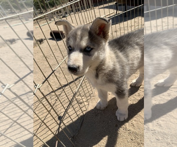 Medium Photo #3 Siberian Husky Puppy For Sale in NUEVO, CA, USA