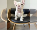 Puppy Rose French Bulldog