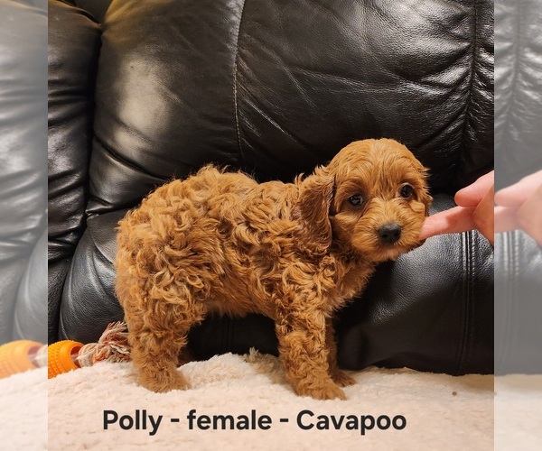 Medium Photo #2 Cavapoo (Miniature) Puppy For Sale in CLARKRANGE, TN, USA