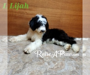 Sheepadoodle Puppy for sale in OVERGAARD, AZ, USA