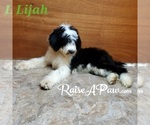 Small Photo #1 Sheepadoodle Puppy For Sale in OVERGAARD, AZ, USA